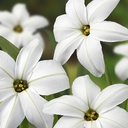 Ipheion Alberto Castillo