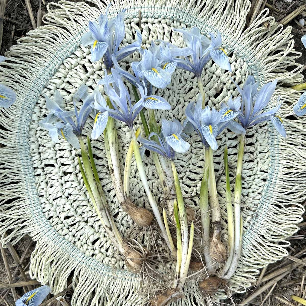 Iris Katharine Hodgkin