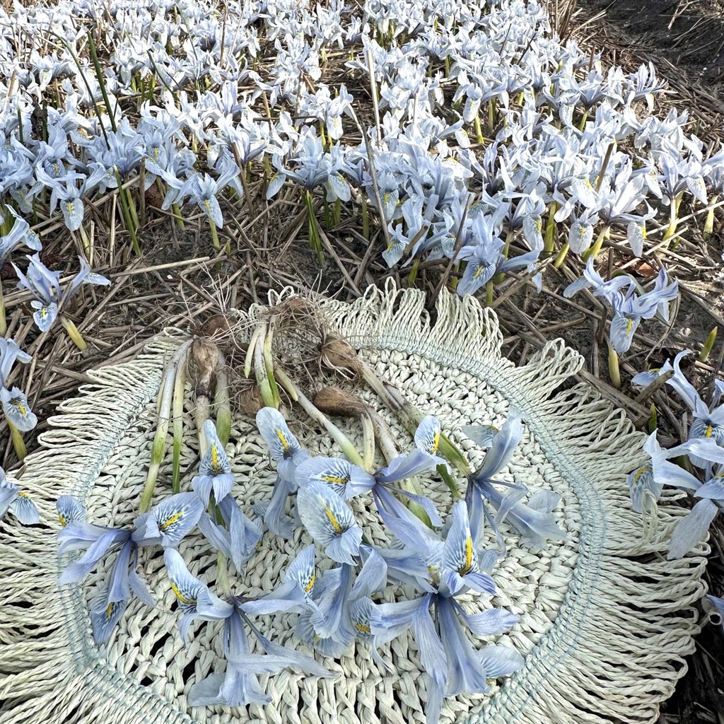 Iris Katharine Hodgkin