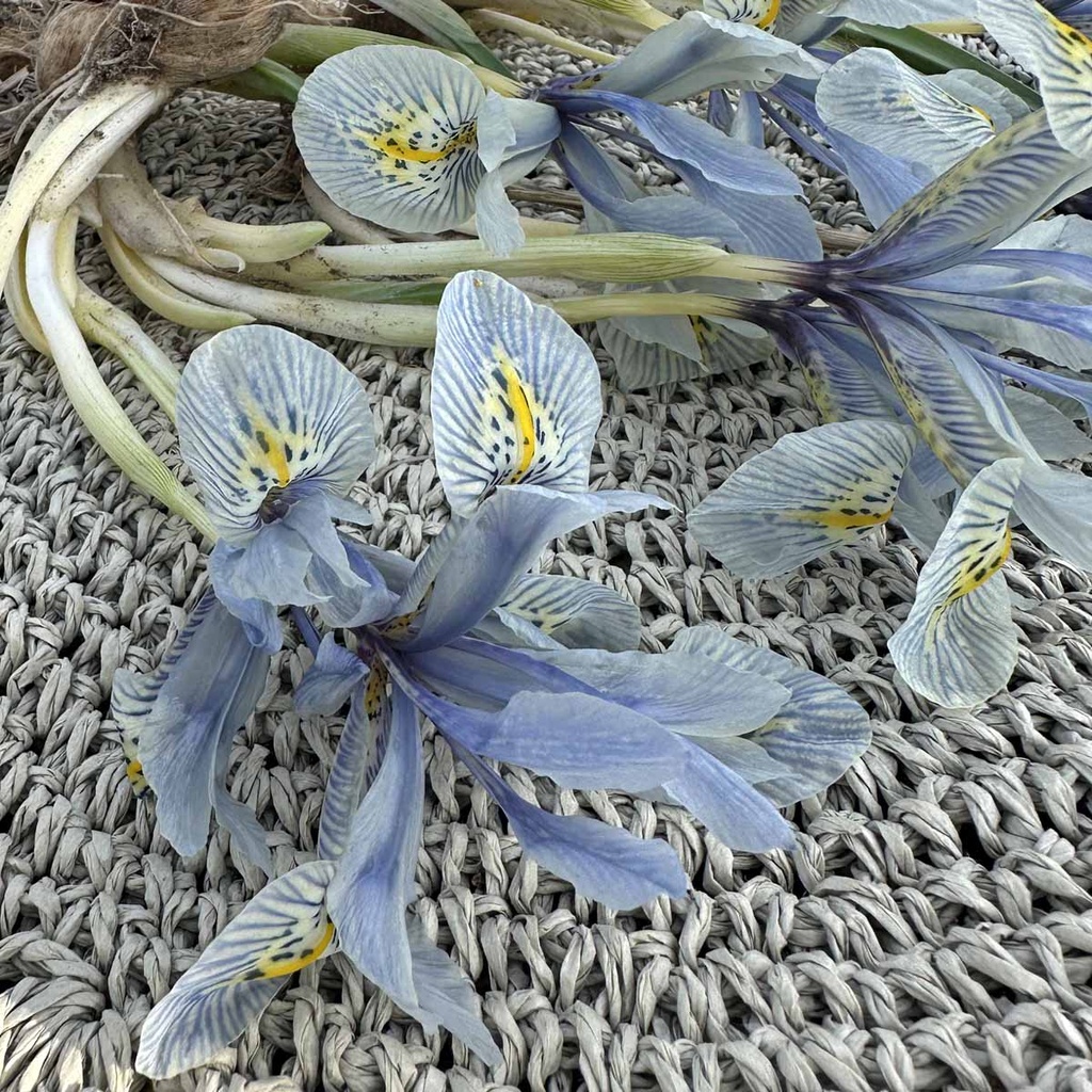 Iris Katharine Hodgkin