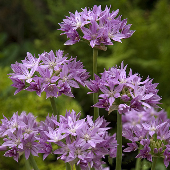 Allium Eros