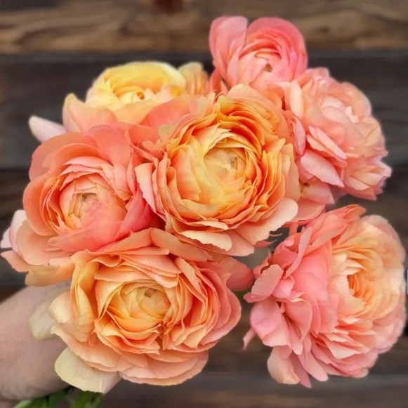 Ranonkels Cloni Succes Grand Pastel®