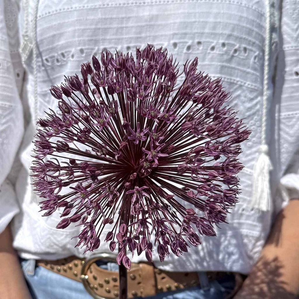 Allium Nevskianum