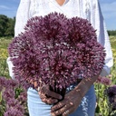 Allium Nevskianum