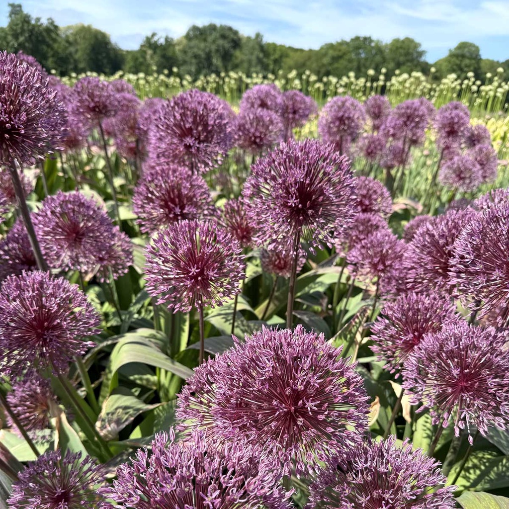 Allium Nevskianum