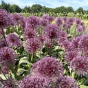 Allium Nevskianum