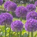 Allium Globemaster