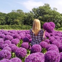 Allium Globemaster