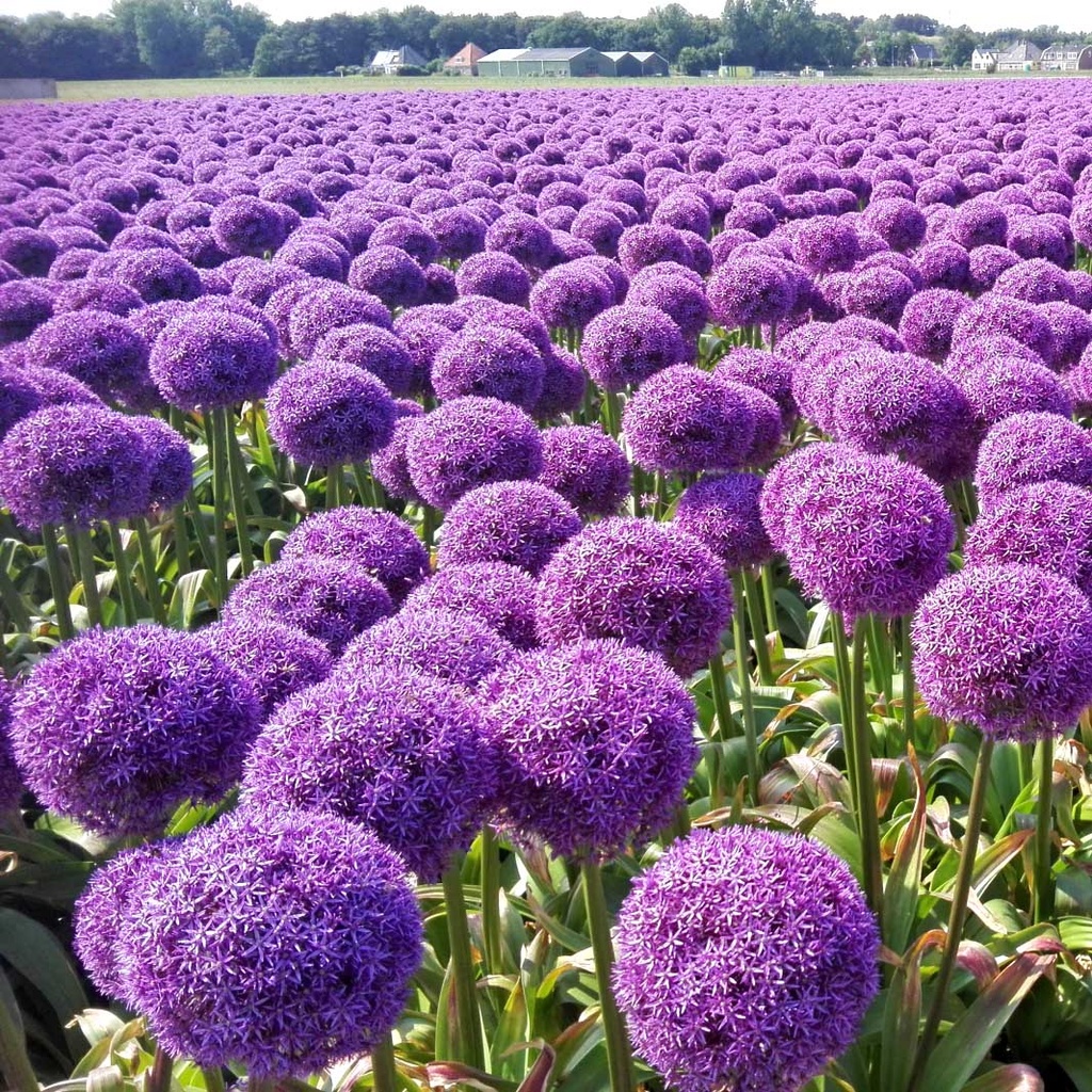 Allium Globemaster