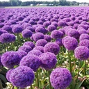 Allium Globemaster