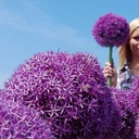 Allium Globemaster