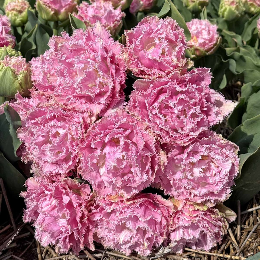 Tulip Perth