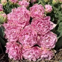 Tulip Perth