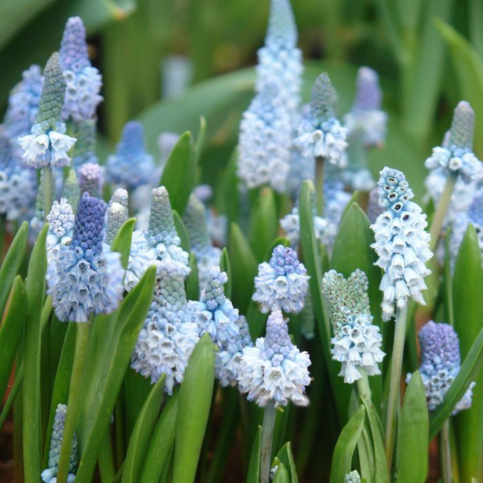 Muscari Azureum