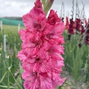 Gladiool Sweet Love