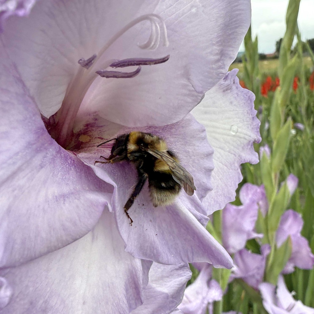 Gladiool Blue Tropic