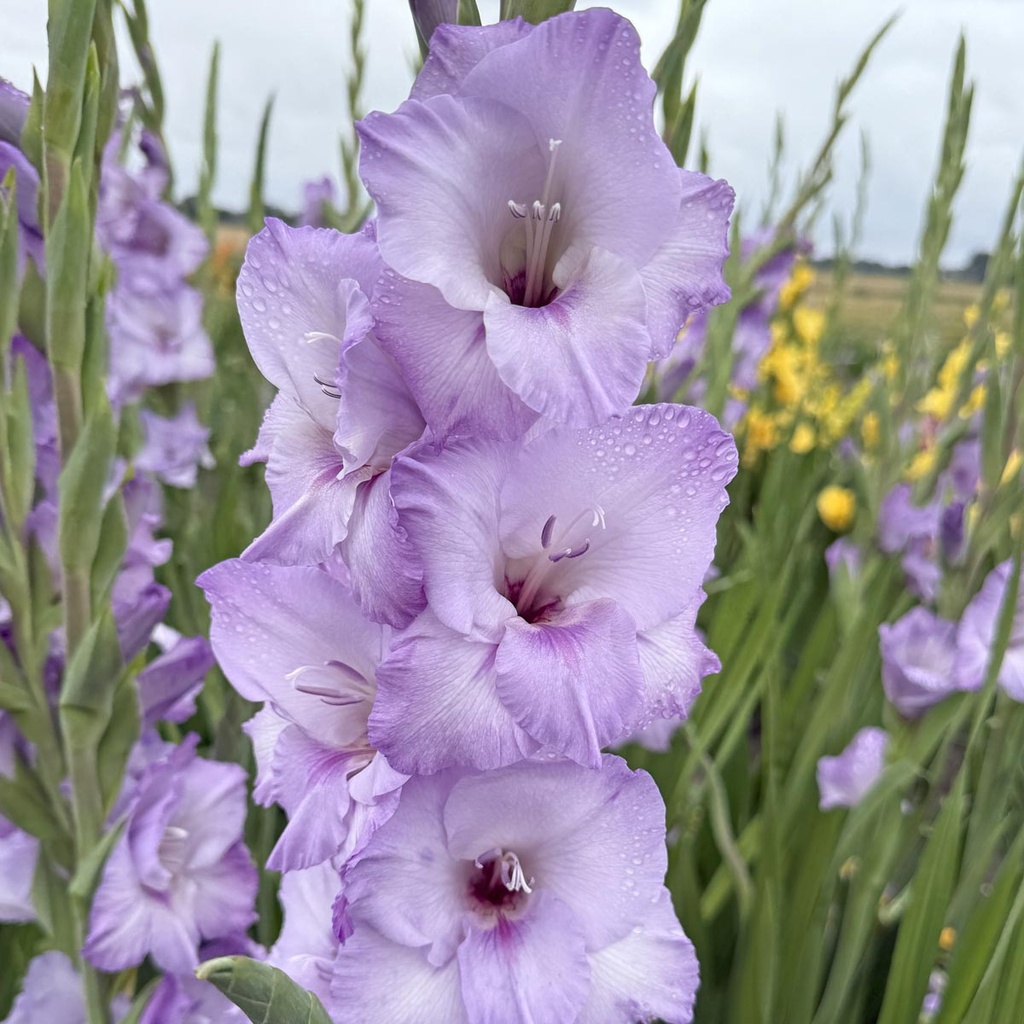 Gladiool Blue Tropic