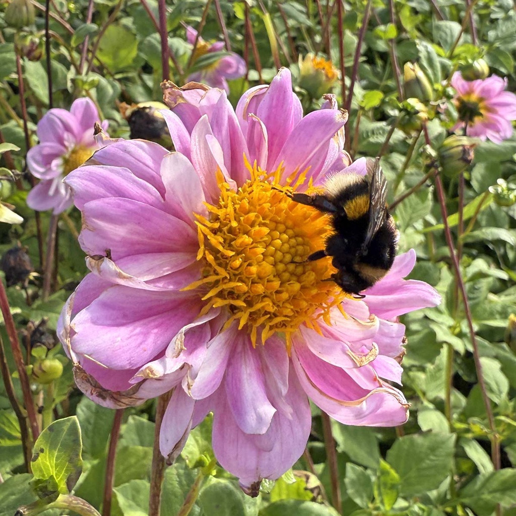 Rosy Wings