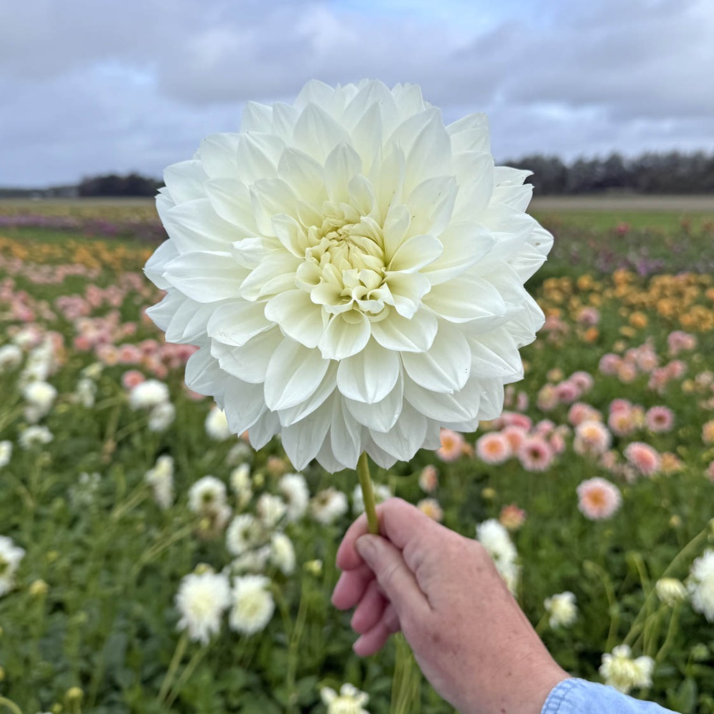 White Perfection