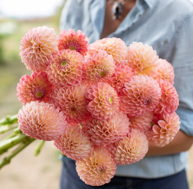 L.A.T.E. Fotocredit: Floret Flowers