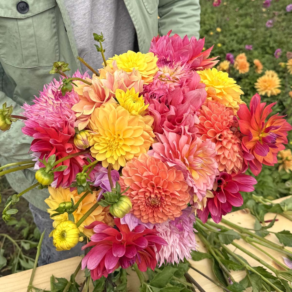 Mix Boer Tom's favoriete dahlia's