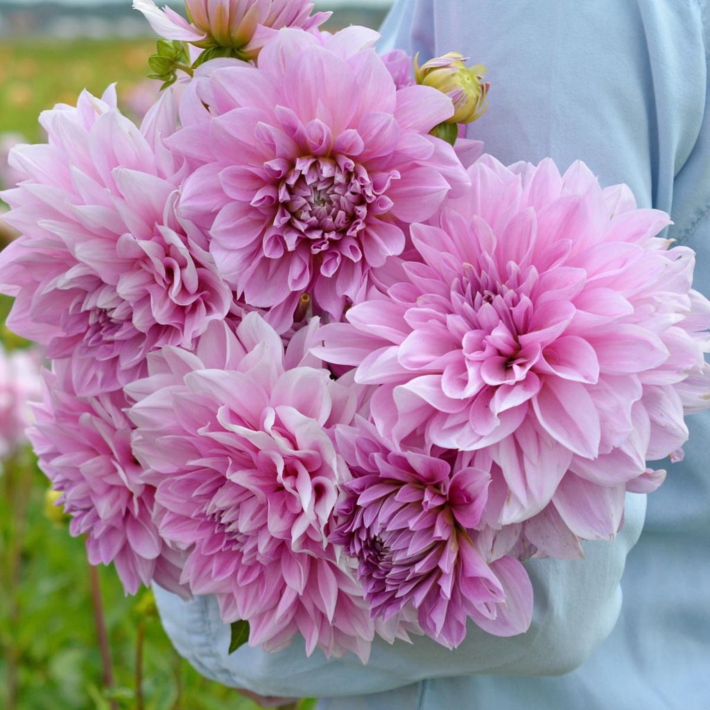 Lavender Perfection