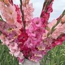 Mix Pink Parade