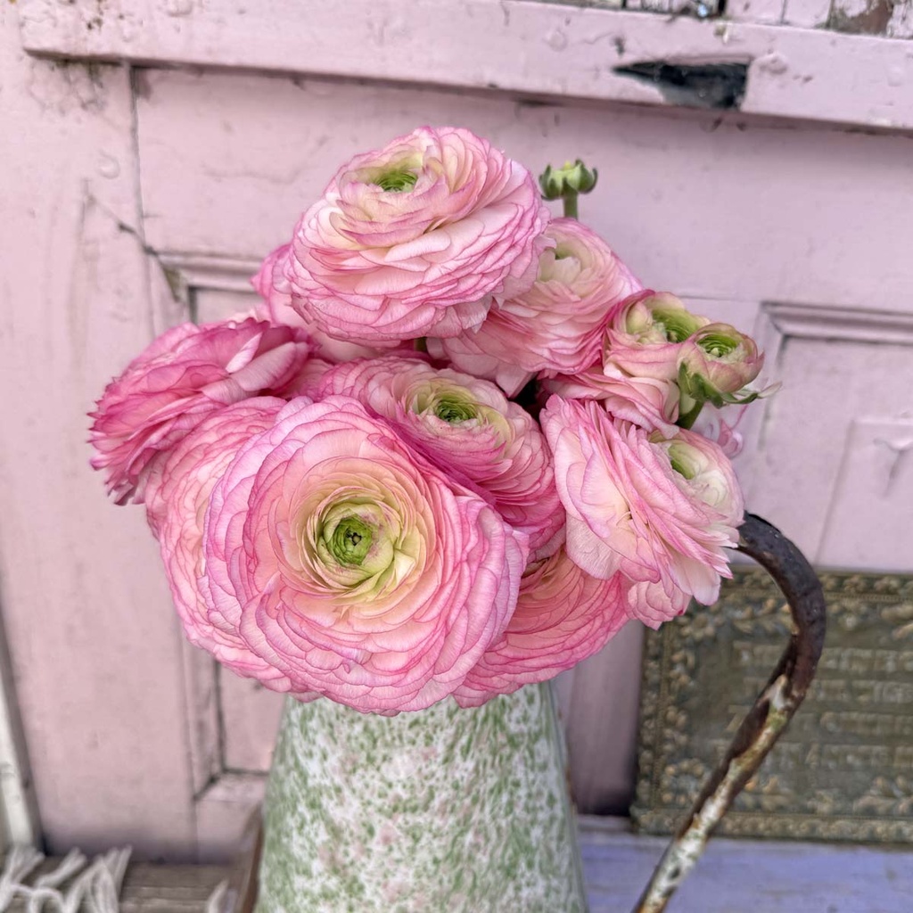 Cloni Success Felicidade