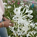 Nerine Like a Virgin
