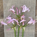 Nerine Vesta K