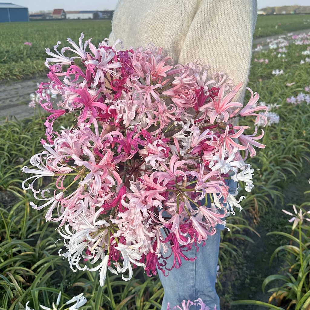 Nerine Bordermix