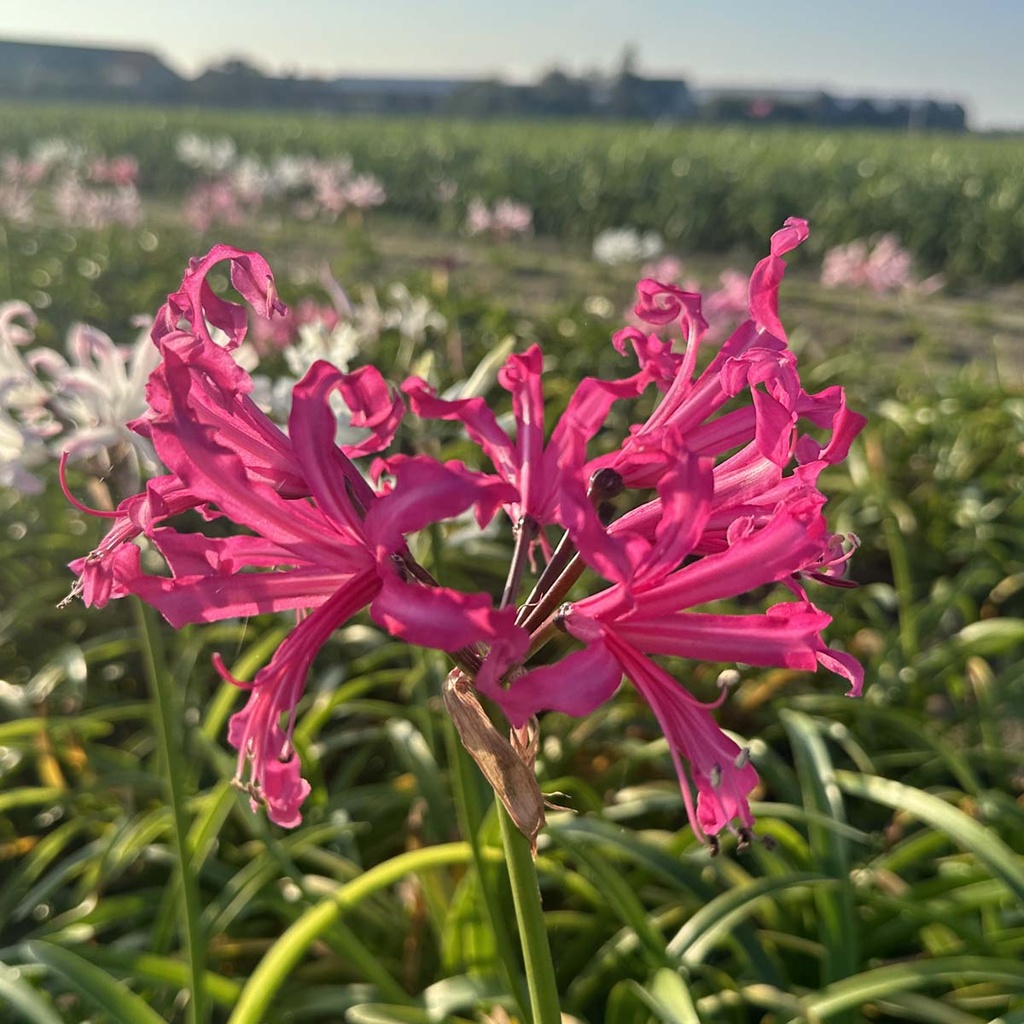 Nerine Bowdenii