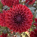 Baccara