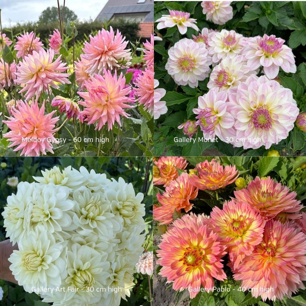 Perfect Pot Dahlia Mix (4 dahlias)