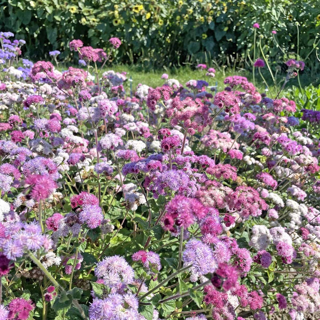 Ageratum Timeless Mix