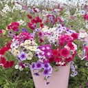 Phlox Tapestry Mixture