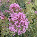 Centrantus Rubus Roseus