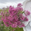 Centrantus Rubus Roseus