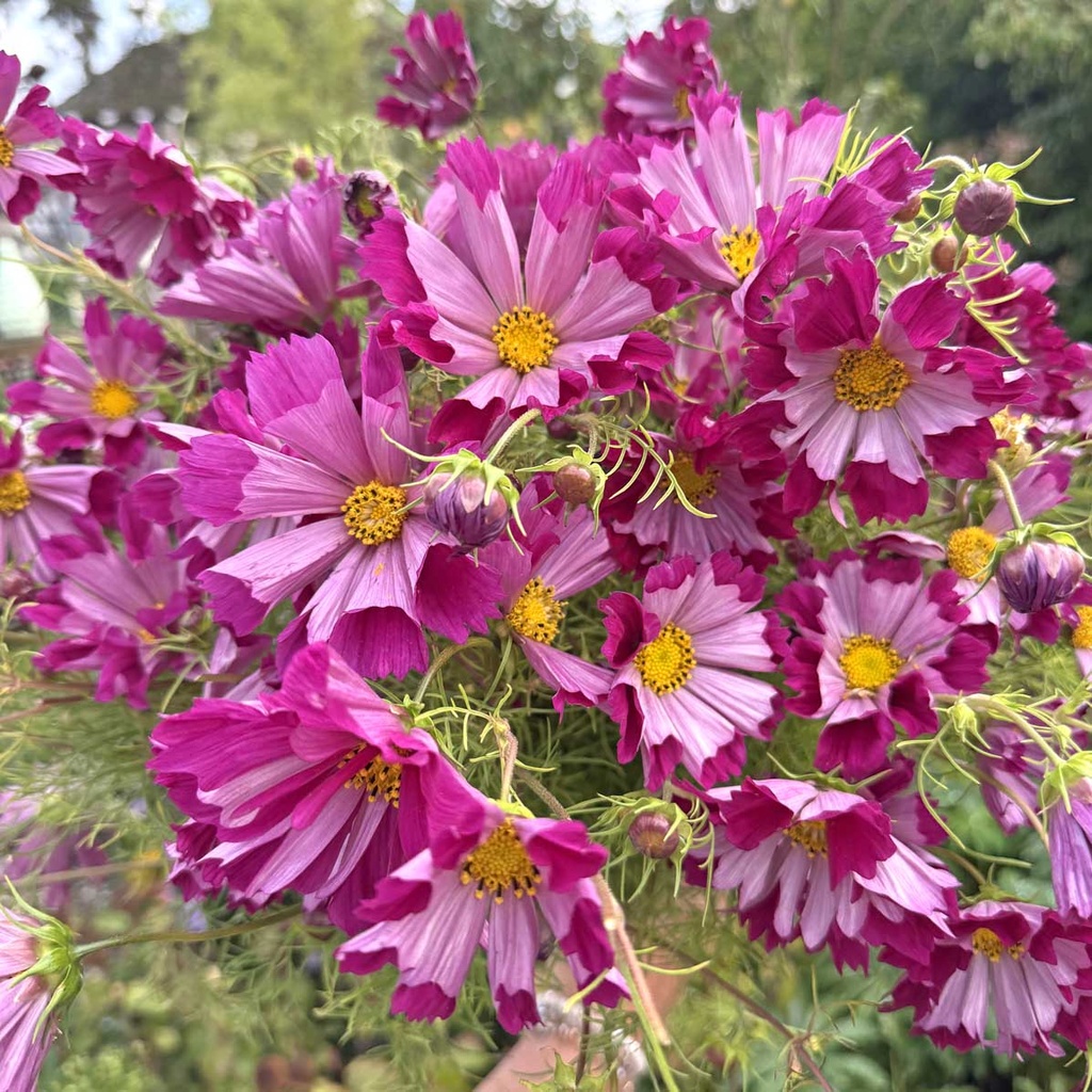 Cosmos Sea shells Red