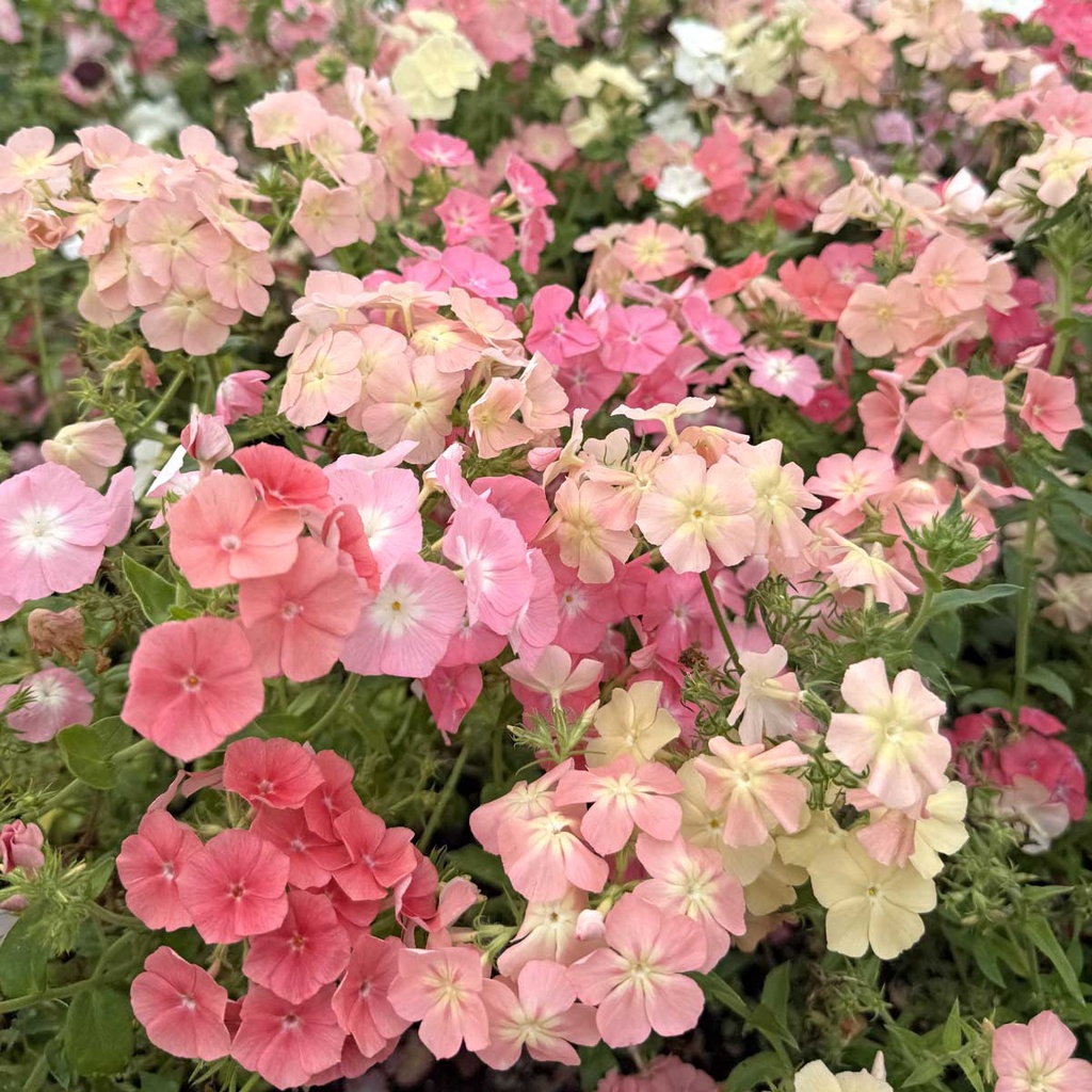 Phlox Beauty Coral Reef