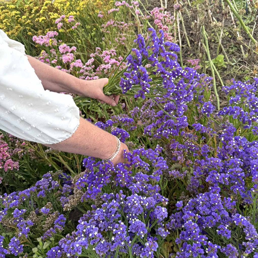 Limonium Forever Blue