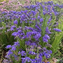 Limonium Forever Blue