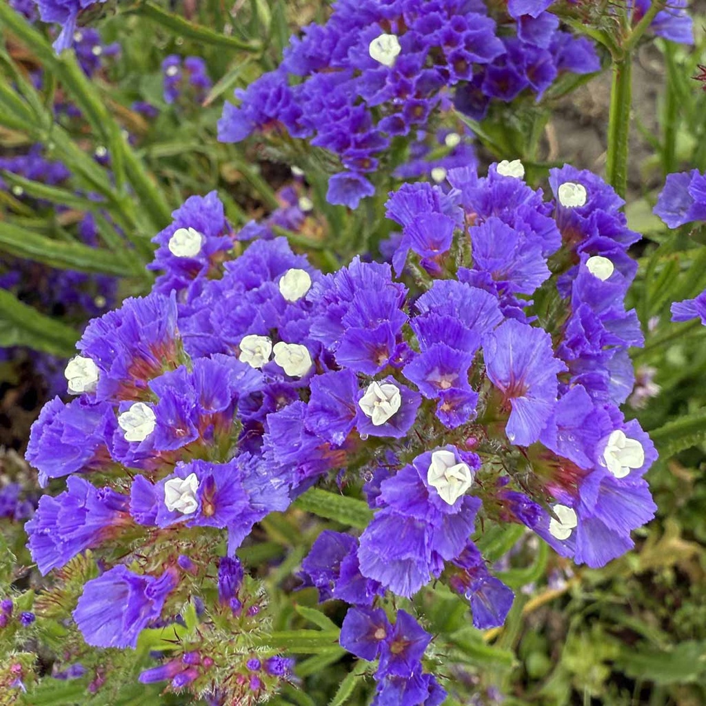 Limonium Forever Blue