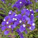 Limonium Forever Blue