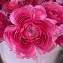 Ranonkels Elegance Ciclamino Hot Pink