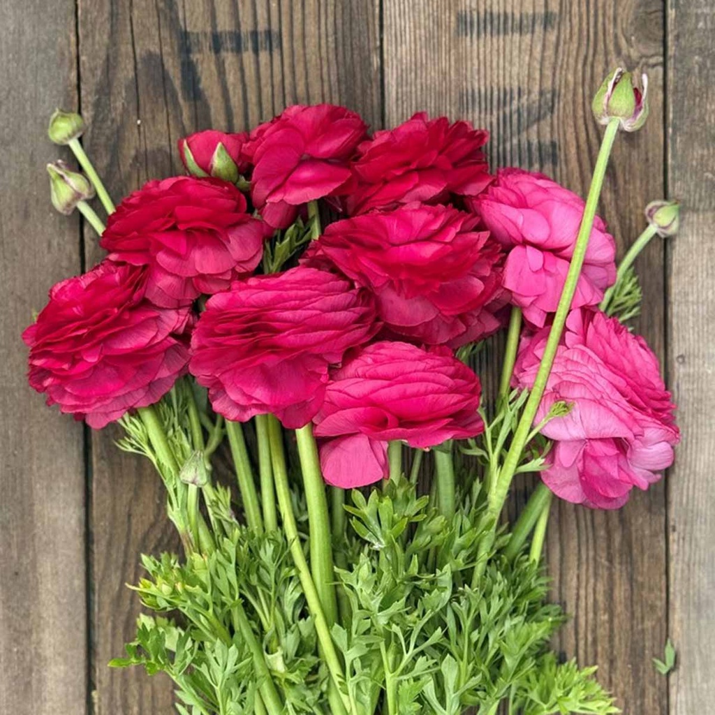 Ranonkels Elegance Ciclamino Hot Pink