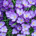 Crocus Aqua