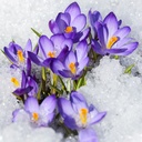 Crocus Aqua