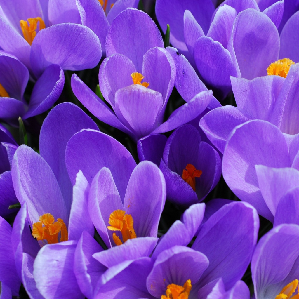 Crocus Aqua