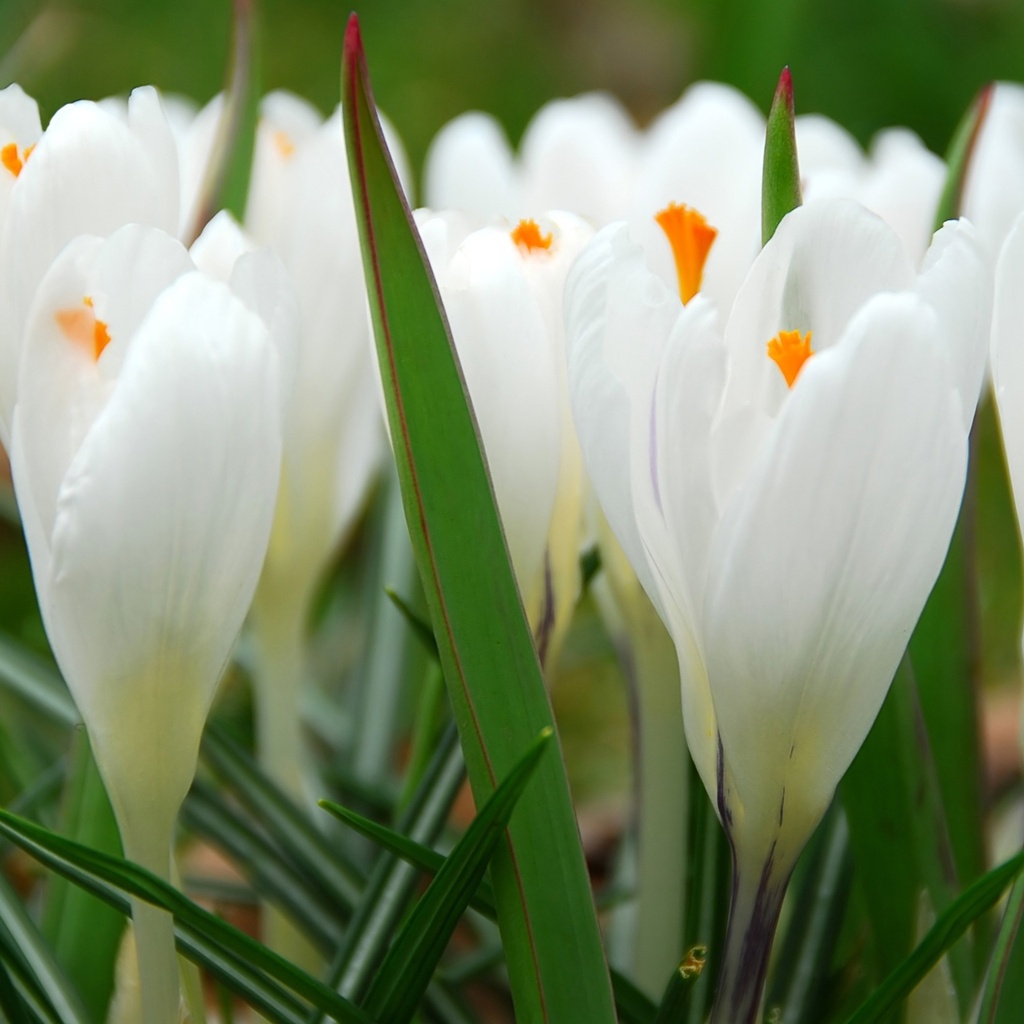 Crocus Ice Queen